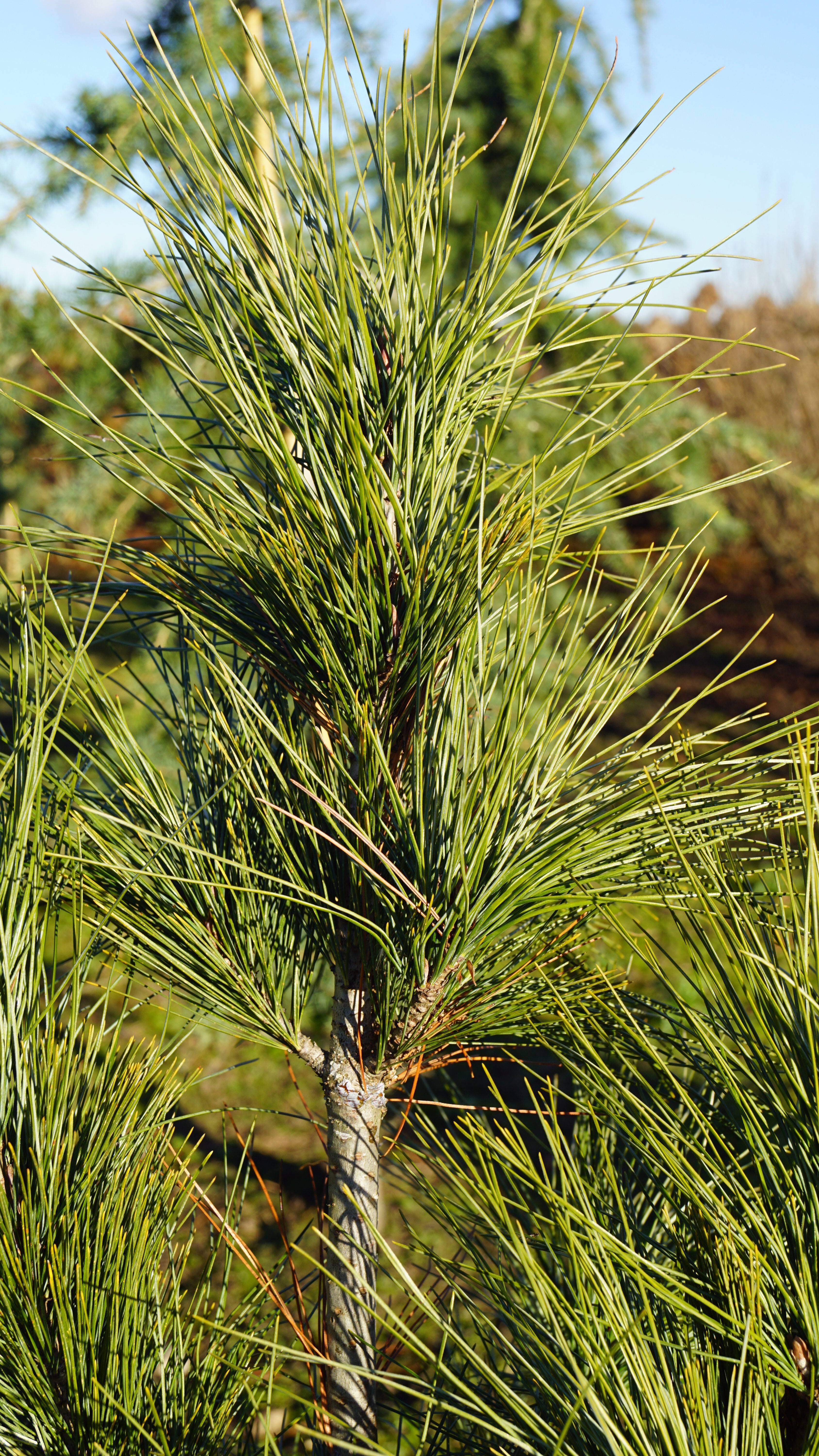 Pinus strobus 'Stowe Pillar' (1)